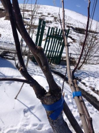Результаты прививки