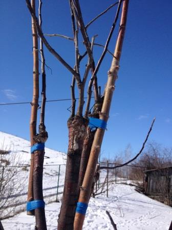 Првивка деревьев