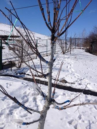 Многосртовое дерево