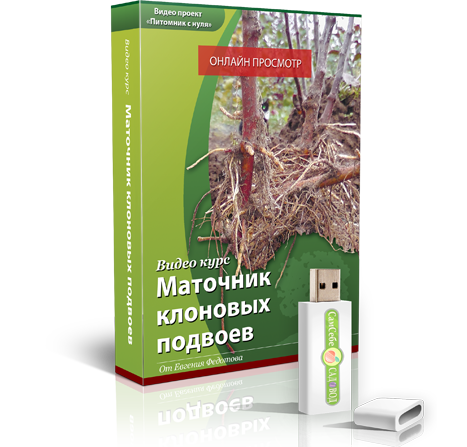 Блок 1 — Маточник клоновых подвоев