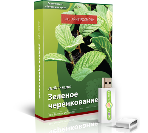 Блок 3 — Зелёное черенкование